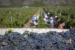 პანდემიის პირობებში კახეთში რეკორდული რაოდენობის – 273 000 ტონა ყურძენი გადამუშავდა