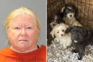 ამერიკელ ქალს სახლში 130 დატყვევებული და 44 გაყინული ძაღლი აღმოუჩინეს