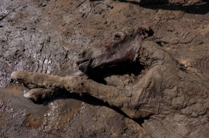 42 000 წლის წინანდელ პრეისტორიულ ცხენს თხევადი სისხლი აღმოაჩნდა