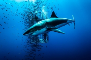 კოსტა რიკაში ზვიგენმა ამერიკელი ტურისტი იმსხვერპლა