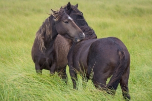 წყალტუბოს მუნიციპალიტეტის სოფელ ქვიტირში 4 ცხენი მოიპარეს