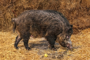 კახური ღორის ხორცისგან პირველი ქართული ჰამონი დაამზადეს – სამინისტრო