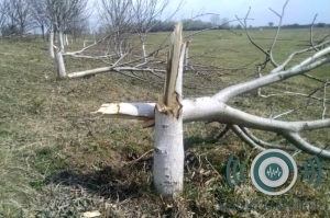 მარნეულში ფერმერს 30 ძირი კაკლის ხე გაჩეხილი დახვდა