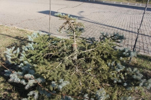 ბოლნისში გამწვანების სამსახურის მიერ დარგული ნაძვის ხე მოჭრეს