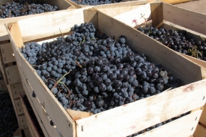2019 წელს საქართველომ უცხო ქვეყნებიდან 3.5 მლნ დოლარის ყურძენი იყიდა
