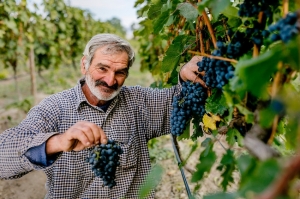 ქართული ღვინის ხარისხი ვენახიდან და ყურძნიდან იწყება - ლევან მეხუზლა