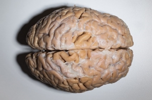 ახალი კვლევა რომლისთვისაც მეტი ტვინია საჭირო