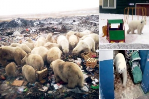 ჩრდილოეთ რუსეთში თეთრი დათვების შემოსევის გამო საგანგებო მდგომარეობაა